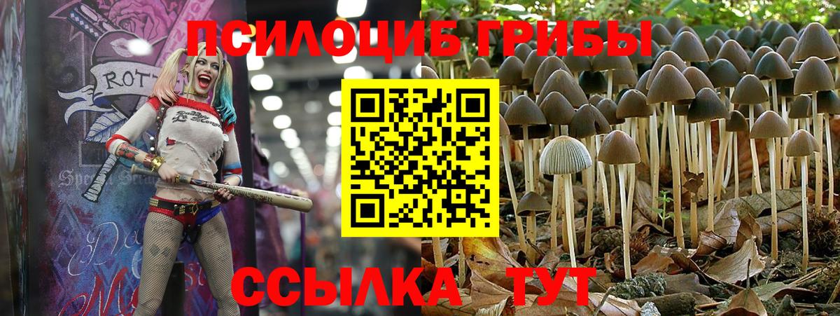 Псилоцибиновые грибы Psilocybine cubensis Аша